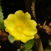 Portulaca oleracea L.